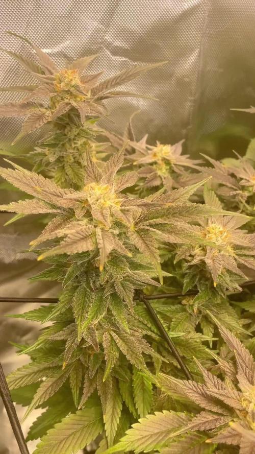Sensi seeds - Critical runtz