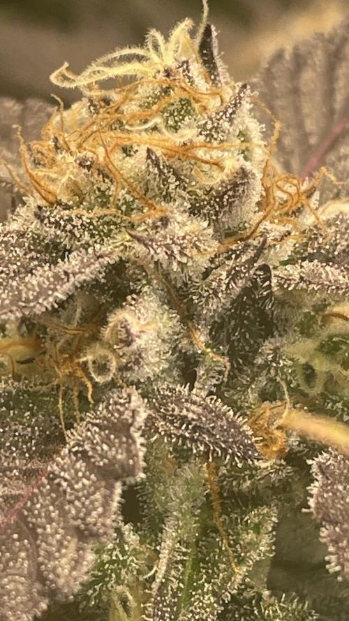 Sensi seeds - Critical runtz. Week 10