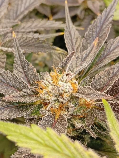 Sensi seeds - Critical runtz. Week 10