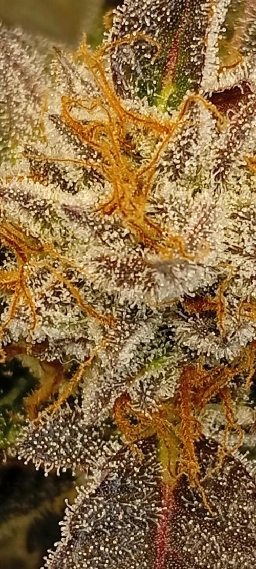 Sensi seeds - Critical runtz. Week 10