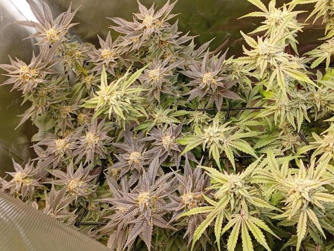 Sensi seeds - Critical runtz. Week 10