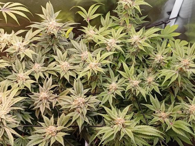 Sensi seeds - Critical runtz. Week 10