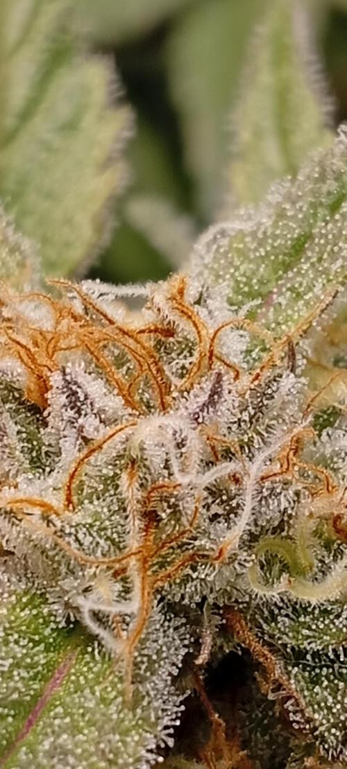Sensi seeds - Critical runtz. Week 10