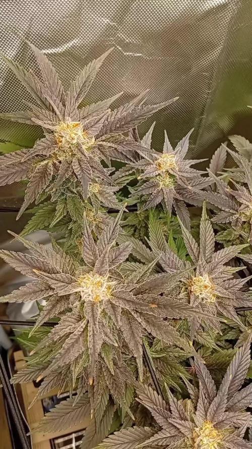 Sensi seeds - Critical runtz