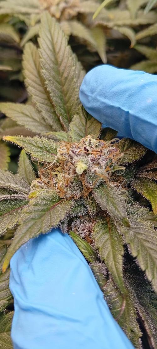 Sensi seeds - Critical runtz. Week 11