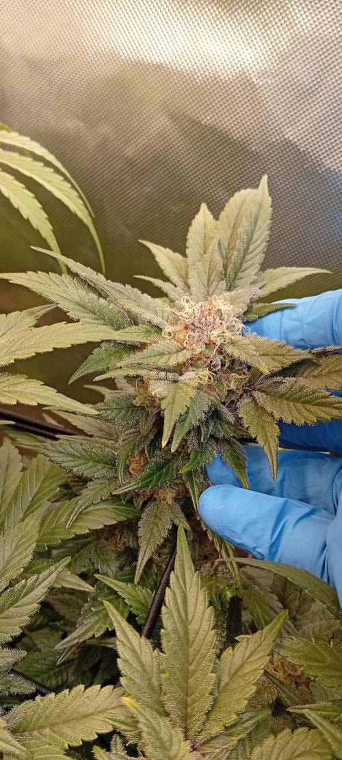 Sensi seeds - Critical runtz. Week 11