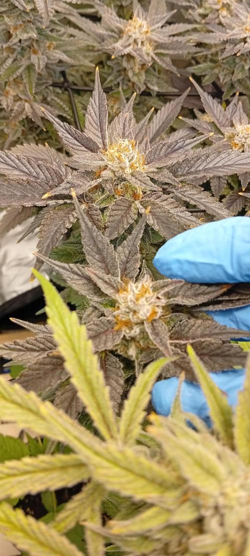 Sensi seeds - Critical runtz. Week 11
