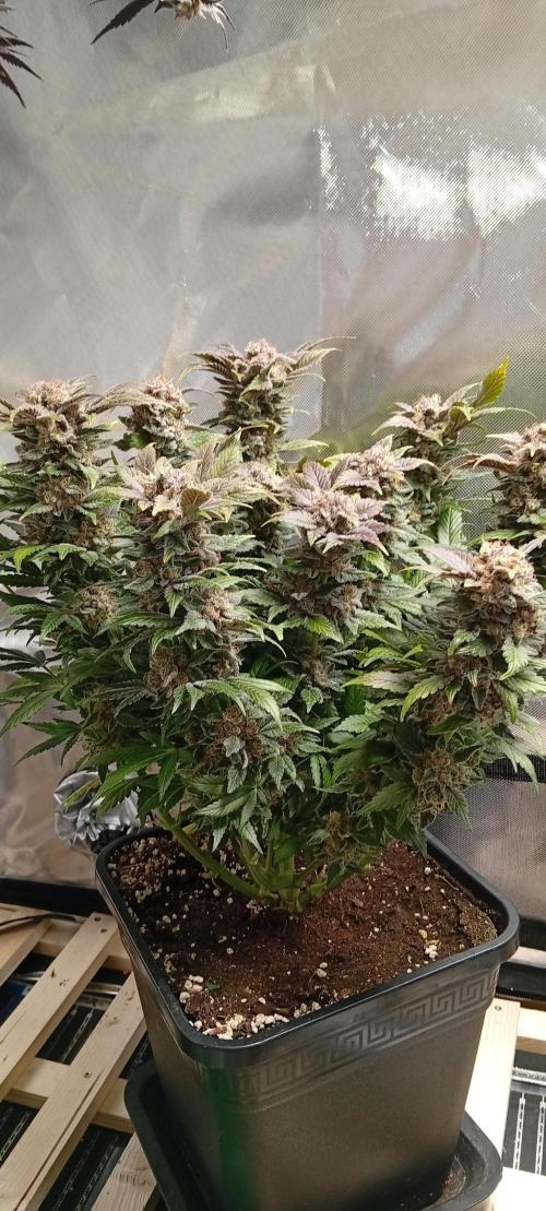 Sensi seeds - Critical runtz. Week 12