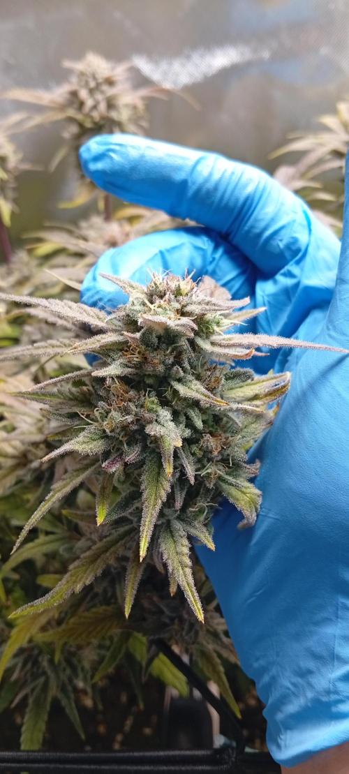 Critical Runtz. Week 12
