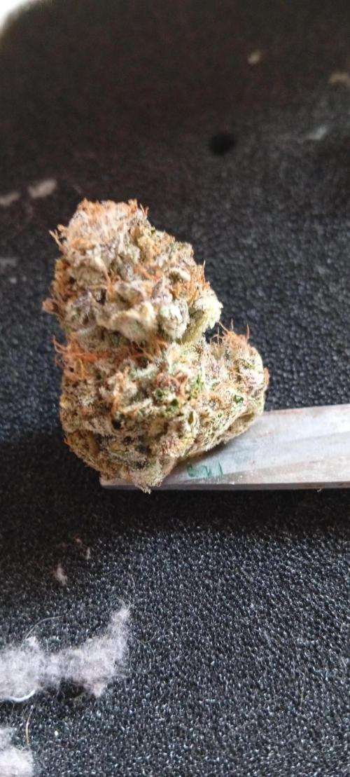 Critical Runtz. Week 12
