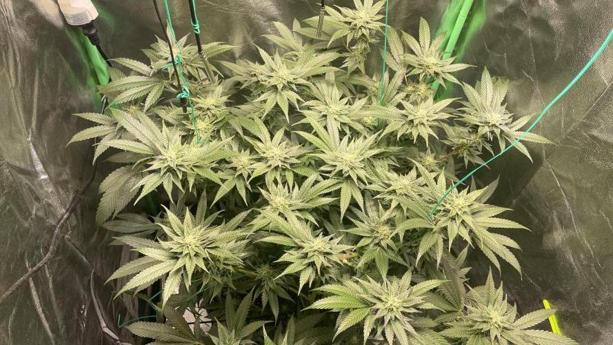 Bruce Banner 3.0 - Dark Horse Genetics. Week 10