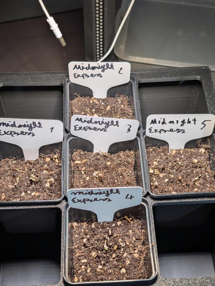 Midnight Express Doinks Test. Week 0