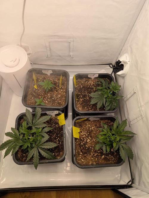 Midnight Express Doinks Test. Week 3