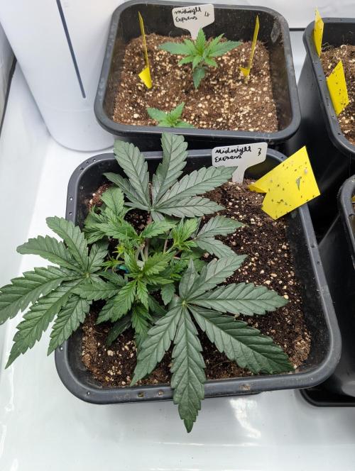 Midnight Express Doinks Test. Week 3 - Midnight Express #3 by Doinks