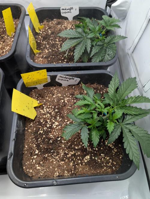 Midnight Express Doinks Test. Week 3 - Midnight Express #2 by Doinks