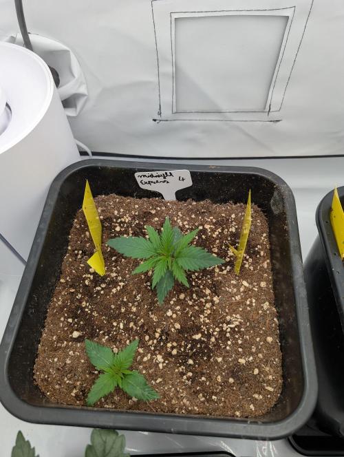 Midnight Express Doinks Test. Week 3 - Purple Punch (middle) and a random seed that popped up from my recycled medium