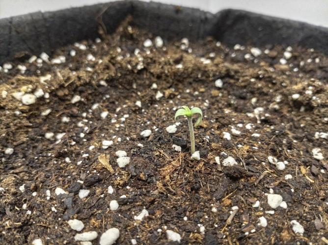 Guava Runtz Auto closet grow. Week 0