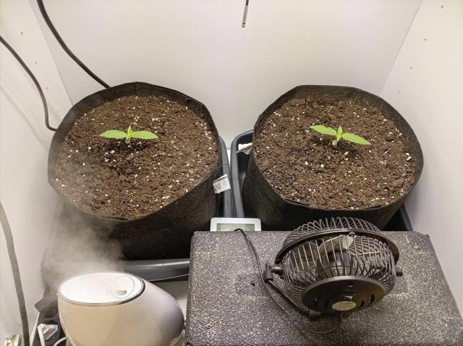 Guava Runtz Auto closet grow. Week 1