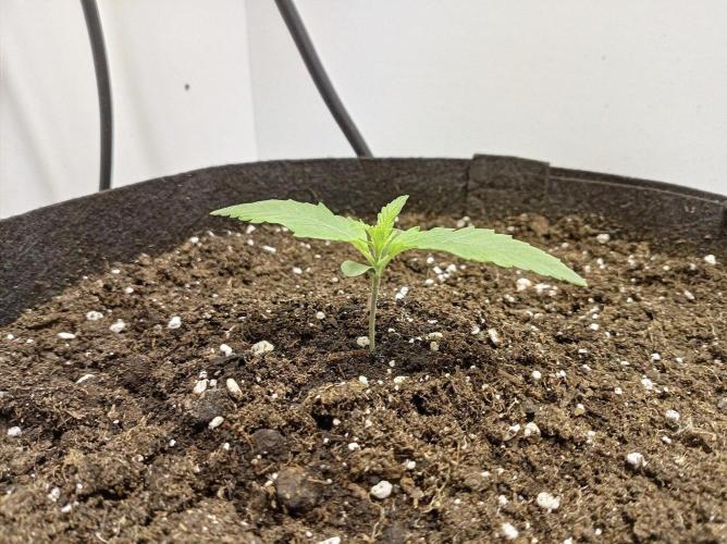 Guava Runtz Auto closet grow. Week 1