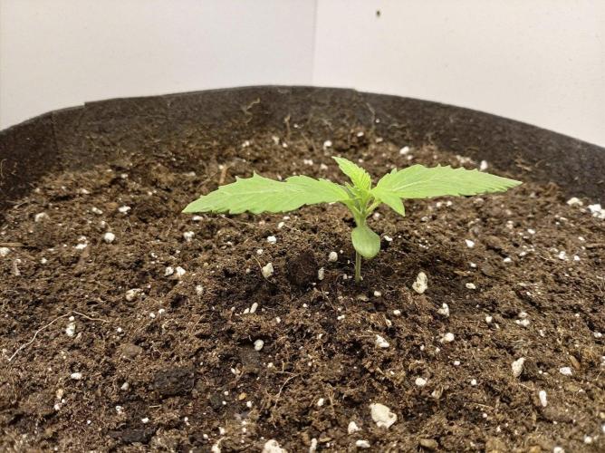 Guava Runtz Auto closet grow. Week 1