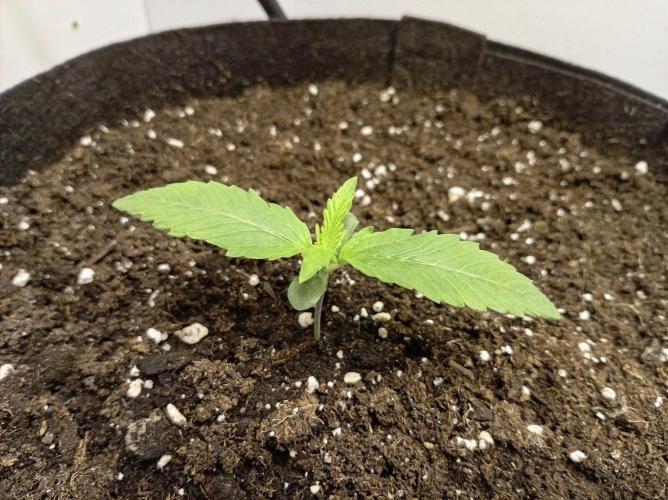 Guava Runtz Auto closet grow. Week 1