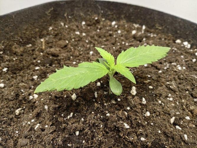 Guava Runtz Auto. Week 1
