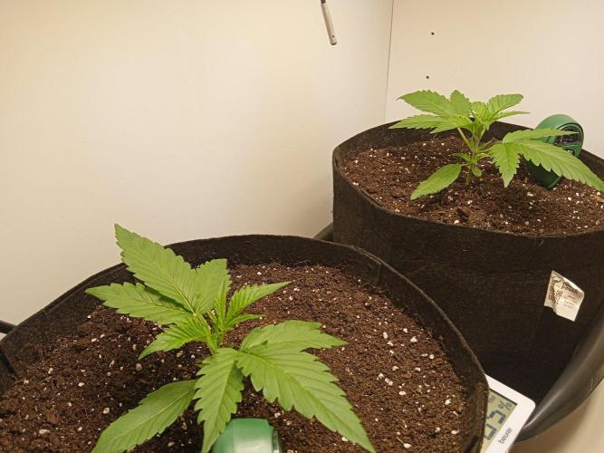 Guava Runtz Auto closet grow. Week 2
