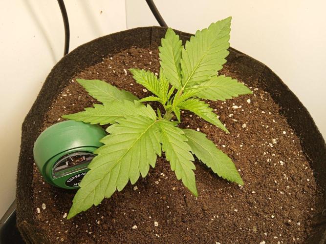 Guava Runtz Auto closet grow. Week 2