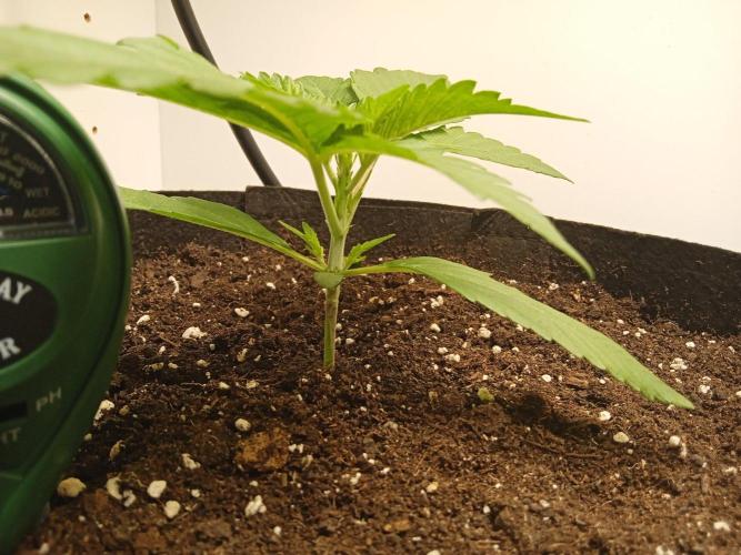 Guava Runtz Auto closet grow. Week 2