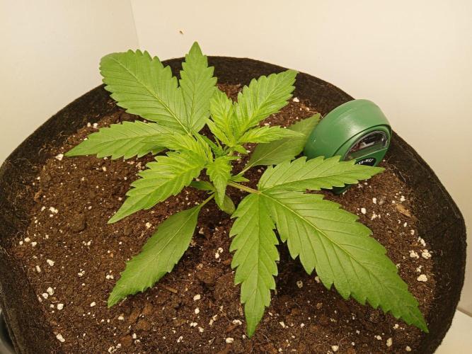 Guava Runtz Auto closet grow. Week 2