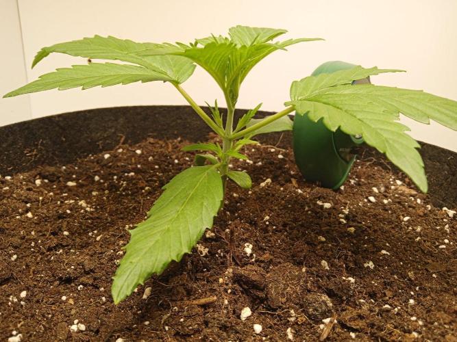 Guava Runtz Auto closet grow. Week 2
