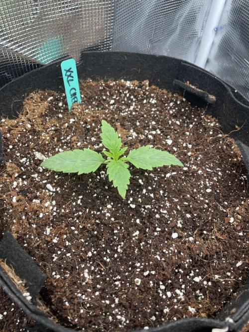 XXL Cheese. Week 1 - 1 of 2 for this strain. True leaves showing up fast. Min watering.