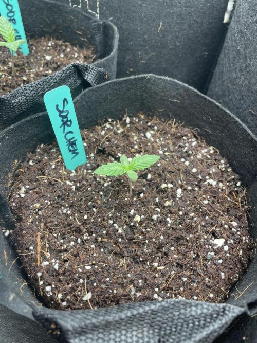 Sour Chem Nasty. Week 1 - Pheno 1