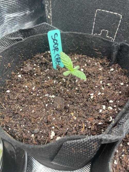 Sour Chem Nasty. Week 1 - Pheno 2