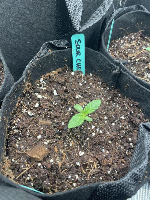 Sour Chem Nasty. Week 1 - Pheno 3