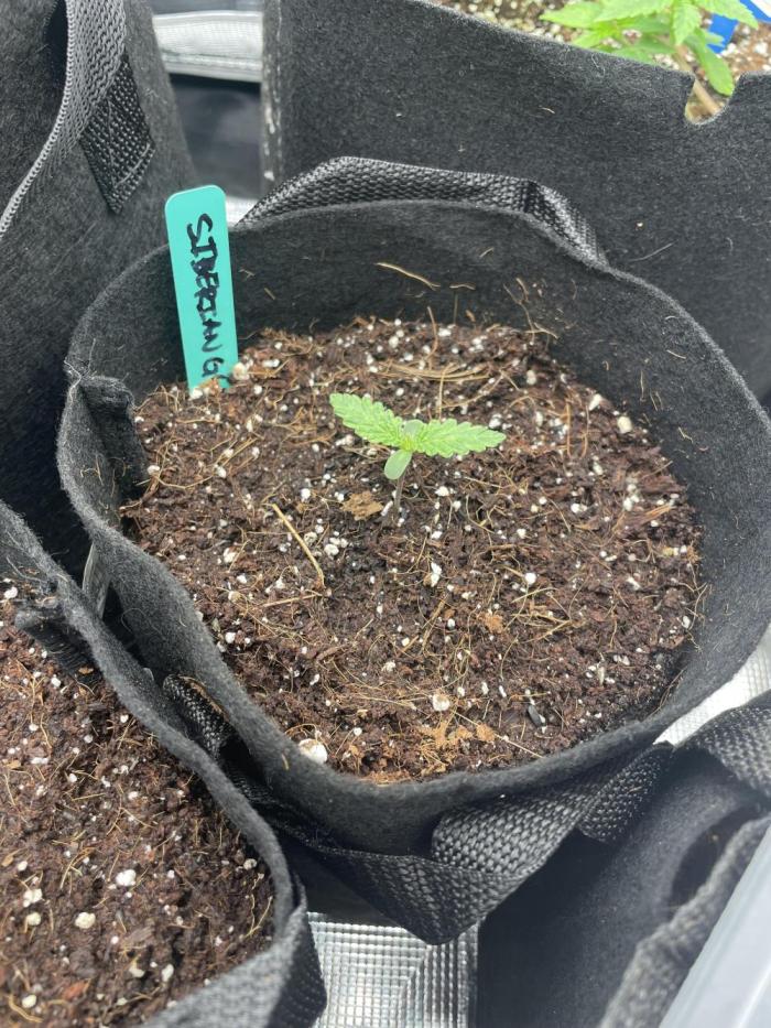 Siberian/GG4. Week 1