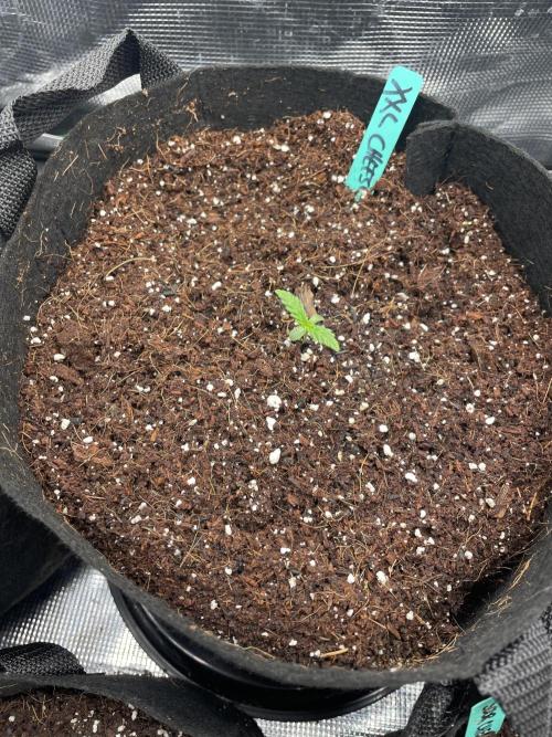 XXL Cheese. Week 1 - Pheno 2