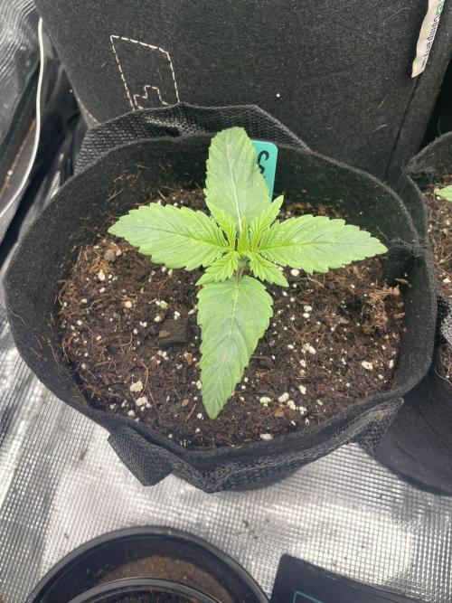 Sour Chem Nasty. Week 2