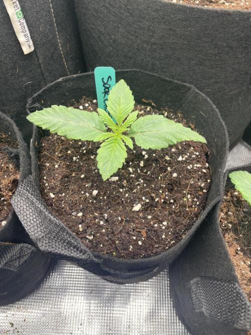 Sour Chem Nasty. Week 2