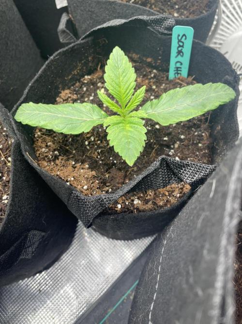 Sour Chem Nasty. Week 2