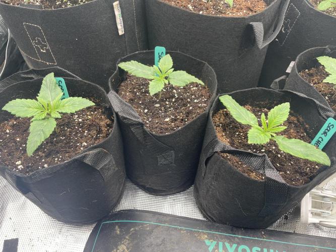 Sour Chem Nasty. Week 2