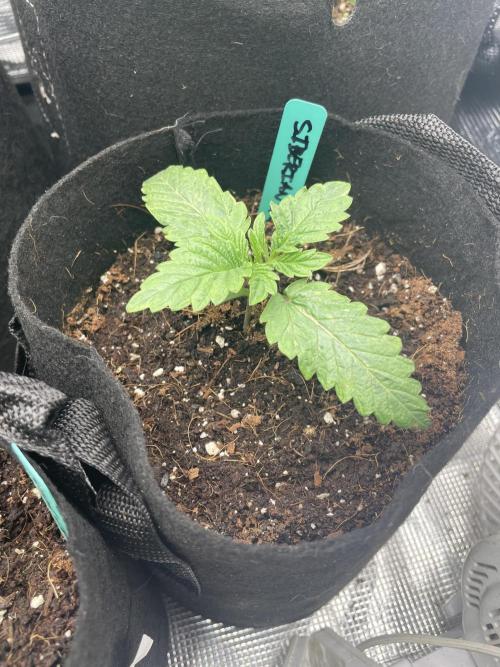 Siberian/GG4. Week 2