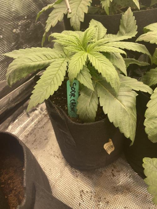 Sour Chem Nasty. Week 3 - Pheno 1