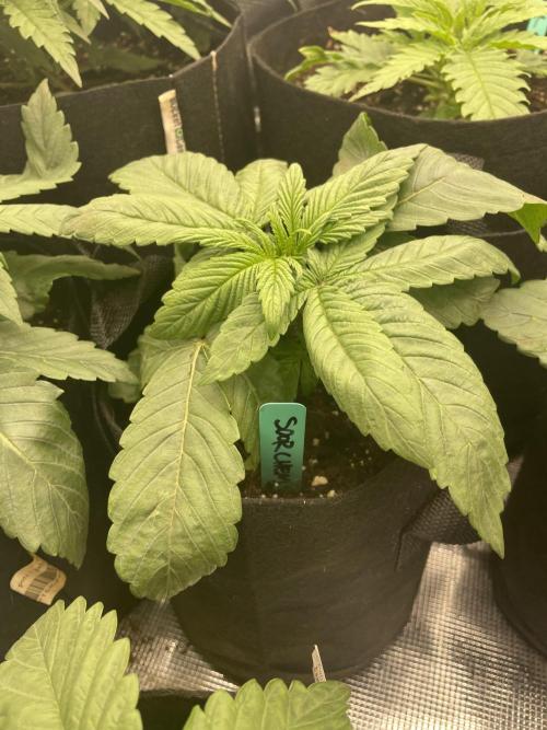 Sour Chem Nasty. Week 3 - Pheno 2