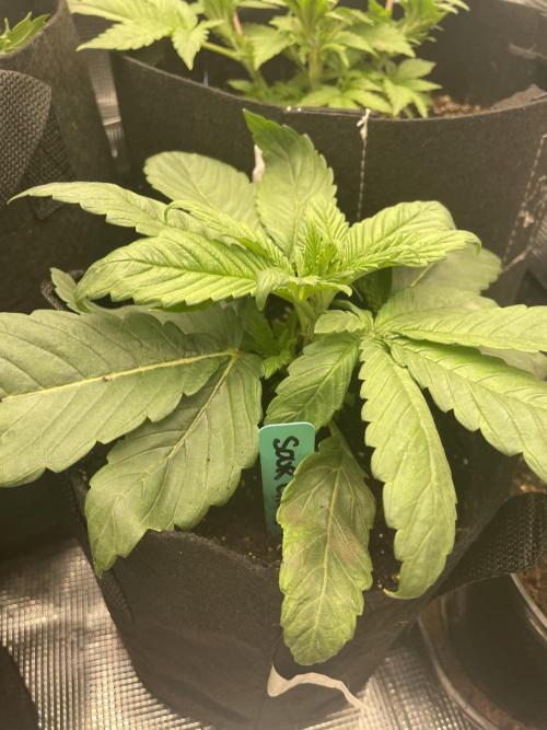 Sour Chem Nasty. Week 3 - Pheno 3