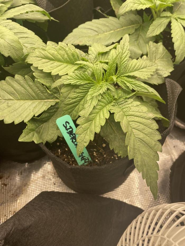 Siberian/GG4. Week 3