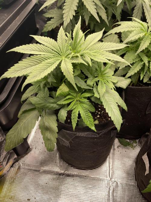 Sour Chem Nasty. Week 4