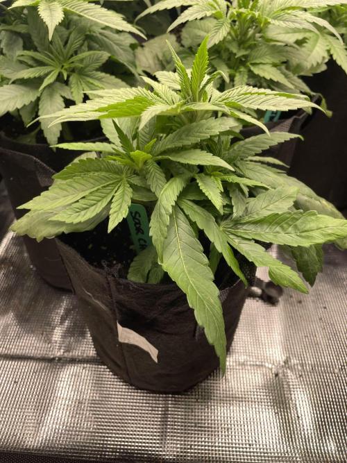 Sour Chem Nasty. Week 4