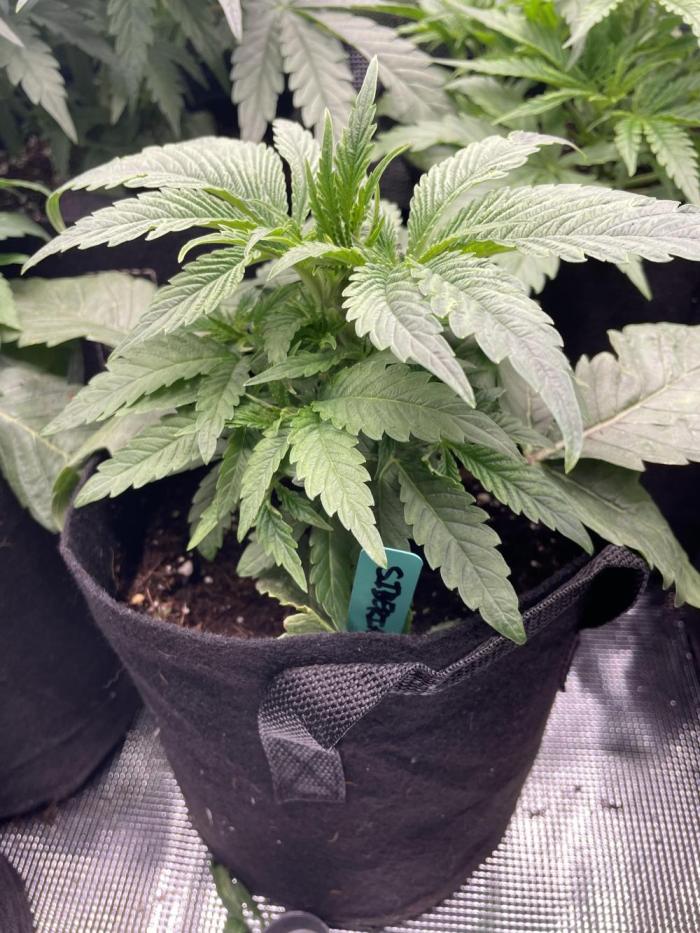 Siberian/GG4. Week 4