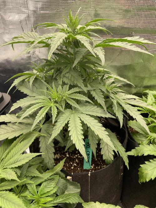 XXL Cheese. Week 4 - Male sex traits showing